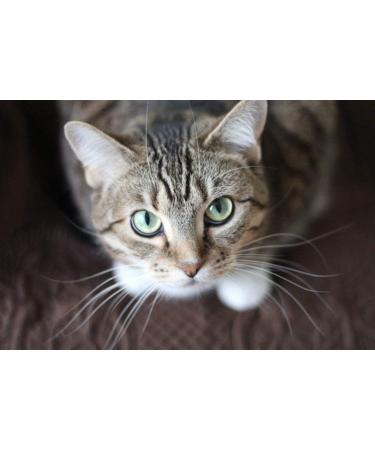 Premium Urinary Tract Infection Support for Cats - 3 Bottles of Chews (270 Treats) - Advanced UTI Relief & Prevention - Buy Online on GoSupps.com