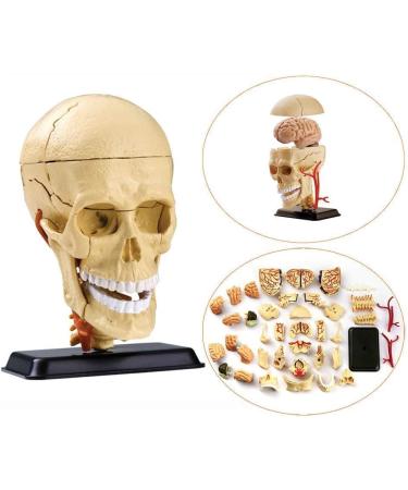 Educational Model Human Intracranial Nerve Head Skull Model Human Brain Anatomy Model for Science Lab Children Science Experiment Teaching Model Medical Models (A) - Buy Online on GoSupps.com