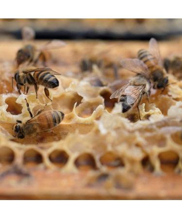 Meden Pure Raw Honey - Wild Flowers - Unheated Unpasteurized Living Natural Honey (900g) - Buy Online on GoSupps.com