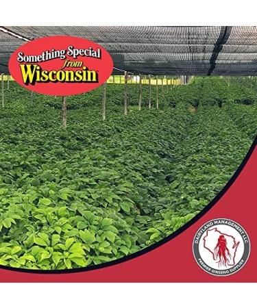 Dairyland American Ginseng Powder 16 oz and Capsules 150 ct of Wisconsin Ginseng Direct from Farmer to Consumer  - Buy Online on GoSupps.com