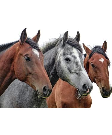 Linseed Oil for Horses | Always Fresh 10L (2x5L) | 1st Cold Pressing | Natural | Eco-Friendly Production in Lower Saxony - Buy Online on GoSupps.com