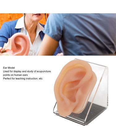 Ear Model Silicone Simulated Ear Model Ear Model with Display Stand Acupuncture Practice Tool for Piercing Display - Buy Online on GoSupps.com