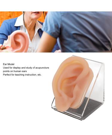 Silicone Human Ear Model with Display Stand - Acupuncture & Piercing Practice Tool - Buy Online on GoSupps.com