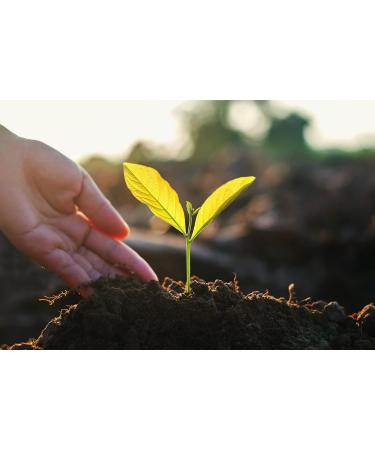  TASTY POTT Tasty Pott Dried Prunes Stone-Free and Additive-Free | Vegan Snack | Dried Fruit | Prunes | For Baking | For Cereals | As a Fruity Snack | Plums | In a 1kg Bag - Buy Online on GoSupps.com