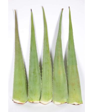 Buy 5 Fresh Bio Aloe Vera Leaves (80 cm 800g) - Premium XXL Barbadensis Miller for Skin Hair & Body - EU Certified Anti-Aging - Ships Worldwide - Buy Online on GoSupps.com