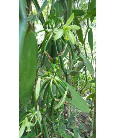 Ground Vanilla Pods | Vanilla Powder 1000g (17 EUR / 100 g) - Buy Online on GoSupps.com