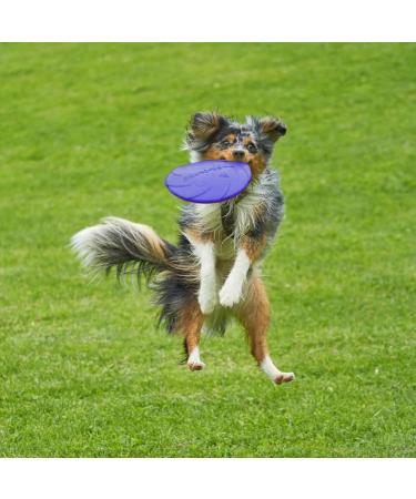 Vivifying Frisbee Dog - 2-Pack 15cm Natural Rubber Dog Frisbees for Land & Water (Green + Purple) - Ideal for Fun & Play - Buy Online on GoSupps.com