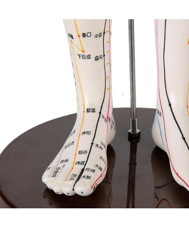 Female Acupuncture and Moxibustion Model 60cm - Medical Acupuncture and Moxibustion Model - Human Acupuncture and Moxibustion Model - for Chinese Body Statues of Doctors - Buy Online on GoSupps.com