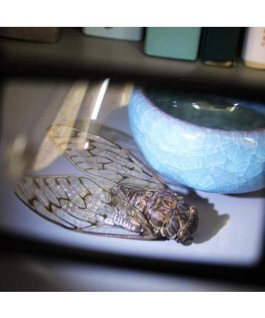 Illuminated Magnifiers Pulling Portable Double Lens 2.5X 45 Old Man Reading with Led Light Uv Light Money Detector Glass Good Times - Buy Online on GoSupps.com