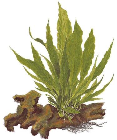 Buy Tropica Microsorum Pteropus Java Fern - Healthy Aquatic Plants for Your Aquarium | Pot No. 008 - International Shipping Available - Buy Online on GoSupps.com