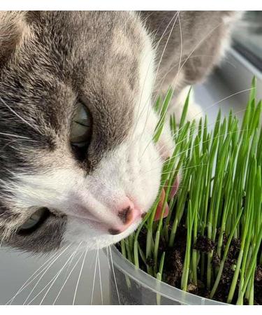Cat Grass Barley 3 Pack by Cat FurNature - Buy Online on GoSupps.com