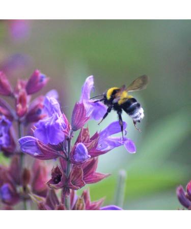 Essences Bulgaria Moldovan Dragon Head Oil 10ml - 100% Natural & Undiluted | Vegan Non-GMO Top Quality | Family Business | Shop Now! - Buy Online on GoSupps.com