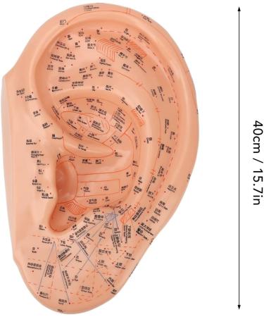 Verdant Touch Ear Acupuncture Points Model - 40cm Professional PVC Ear Zone Massage Tool for Accurate Acupuncture - Buy Online on GoSupps.com