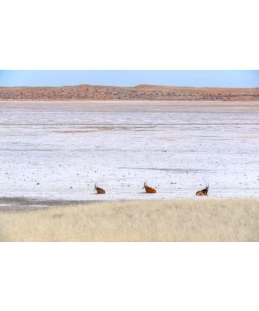  Spicebar Gew rzk che Spicebar Kalahari Coarse Natural Desert Salt Suitable for Grinding (1 x 170g) - Buy Online on GoSupps.com