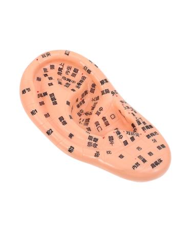Gleavi 1stk massage ear model laboratory needs Science models Realistic ear models acupuncture products ear massager massage accessories The window dolls teaching materials medical pvc