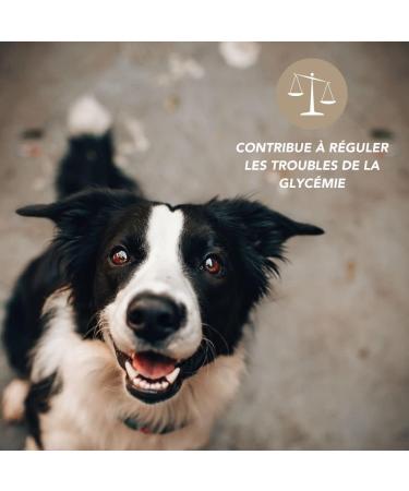 Glucose Regulator 200ml for Dogs and Cats - Natural Support for Blood Sugar Control of Metabolic Health Essential Food Supplement - Buy Online on GoSupps.com