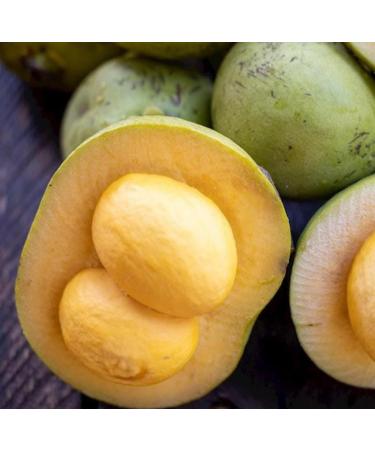 Emilia Organics Pequi Fruit Oil Organic Cold Pressed Unrefined Natural 2 Fl Oz - Buy Online on GoSupps.com