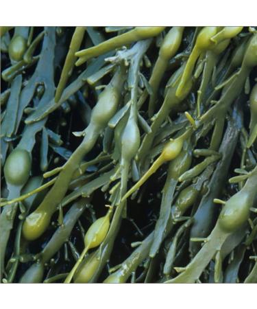 Buy Telomit Organic Algae Capsules - Premium Single Serving | International Shipping Available - Buy Online on GoSupps.com