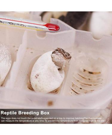 Cosiki Transparent Durable Professional Lizards Reptile Incubation Box Reptile Hatchery Box Reptile Tank Reptile Breeding Box for Hatching Gecko Lizard - Buy Online on GoSupps.com