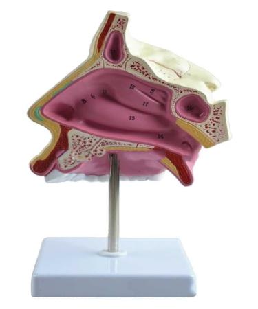 BuTkus Nasal Cavity Model Human Anatomy Nasal Cavity Models with Digital Labeled and Base for Learning and Understanding The Structure
