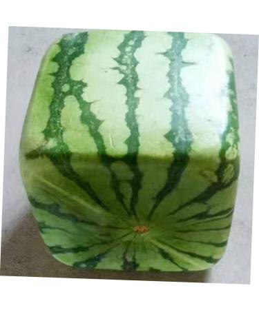 Gadpiparty Vegetables Vegetable Grow Strawberry Mold Large Moss Pole Tools Vegetable Molds Fruit Pumpkin Melon 15x15cm Transparent - Buy Online on GoSupps.com