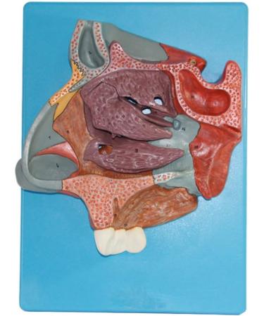 Nasal Cavity Model - Anatomical Nasal Cavity Model - Turbinate in The Lateral Wall of The Nasal Cavity Enlargement Model - Buy Online on GoSupps.com