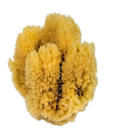Croll & Denecke natural sponge natural approx. 16-18 cm - Buy Online on GoSupps.com