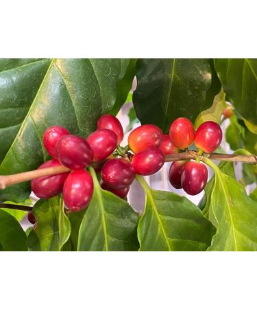 ARABICA BEANS ROASTED FAIR TRADE ORGANIC 250 g MOUNT HAGEN - Buy Online on GoSupps.com