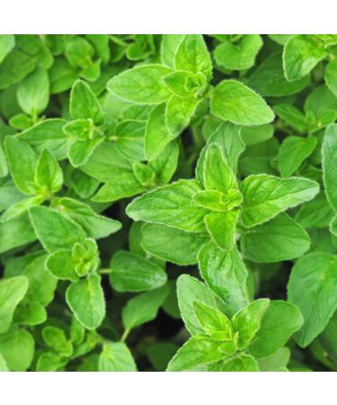 100% Natural Ground Oregano Powder (500g) - Additive-Free Gently Dried Spice for Flavorful Cooking | International Shipping Available - Buy Online on GoSupps.com