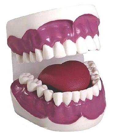 28 Teeth 3-fold enlargement dental care model mouth hygiene learn dental floss care emulator used for school teaching tools laboratory requirement