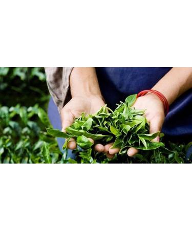 ALwazah Tea - 100% Pure Ceylon Loose Green Tea - Large Leaves (Green 400g) Green 400g - Buy Online on GoSupps.com