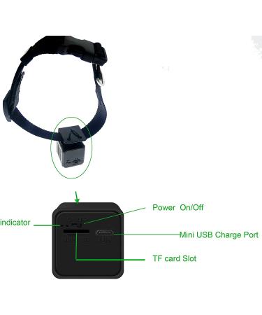 Pet Collar Camera DVR with 16GB TF Card - Black | Monitor & Record Your Dog's Adventures - Buy Online on GoSupps.com