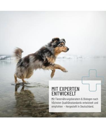 Reavet Joint Tablets for Dogs | 180 Pieces | Green Lip Mussel | Osteoarthritis & Arthritis Relief | Joint Health Supplements - Buy Online on GoSupps.com