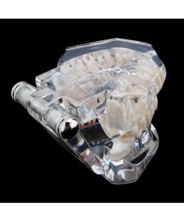 Boxwizard Tooth Model for Dentistry Students | Typodont Dental Diseases Teaching Aid - Adult Demonstration Tooth Model - Buy Online on GoSupps.com
