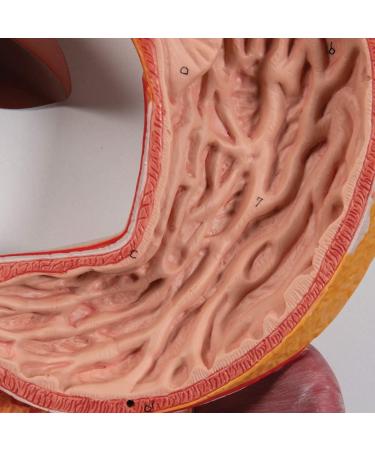 Human Digestive System Model - 3 Part Anatomical Display | Educational Tool for Anatomy Lessons - Buy Online on GoSupps.com