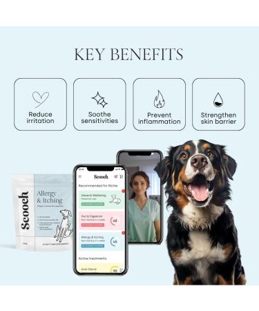 Scooch Allergy & Itching Chews | Vet-Formulated Hypoallergenic Plant-Based Treats | Peanut Butter & Coconut | Soothes Itchy Skin | 60 Chews - Buy Online on GoSupps.com
