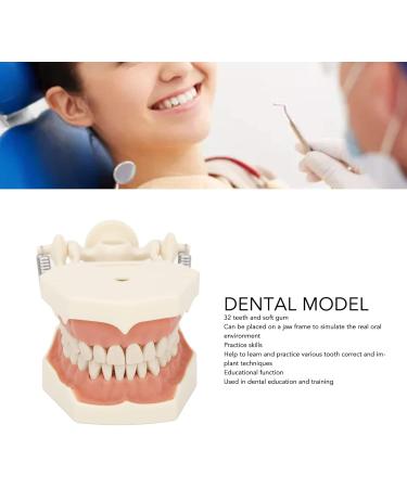 High-Quality 32 Teeth Dentist Typodont Model with Soft Gums | Perfect for Dental Training & Research | Verdant Touch - Buy Online on GoSupps.com
