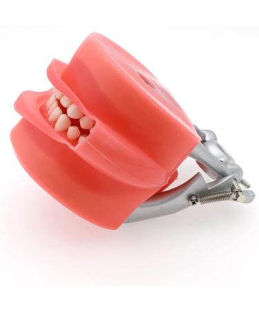 High-Quality Samnuerly Dental Teeth Model - 28 Removable Teeth & Simulation Cheek for Dentist Teaching & Learning | International Shipping Available - Buy Online on GoSupps.com