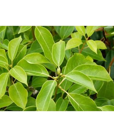  SPAS SRL CANFORA MASSAGE CREAM based on Camphor 250 ml Warming and soothing with natural active ingredients and vitamin E ideal for the cold seasons - Buy Online on GoSupps.com