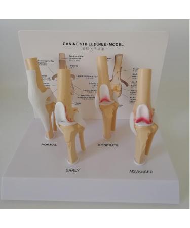 Dog Knee Joint Model Four Stage Knee Arthritis Health Knee and Dog Lesion Joint Model for Veterinary Office Teaching Aids - Buy Online on GoSupps.com