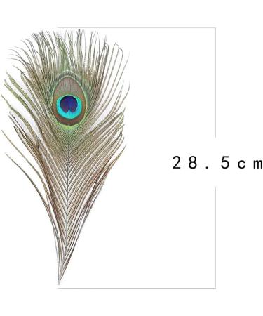 12 PCS Real Natural Peacock Eye Feathers 10-12 inch - DIY Craft & Wedding Decor - Buy Online on GoSupps.com