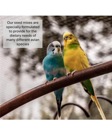 Millet Sprays x 10 Premium Cage Bird Food Seed Natural 10 count (Pack of 1) - Buy Online on GoSupps.com