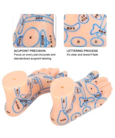 Professional 13cm Foot Acupuncture Model - Acupressure Teaching Tool for Reflexology Practice - Buy Online on GoSupps.com