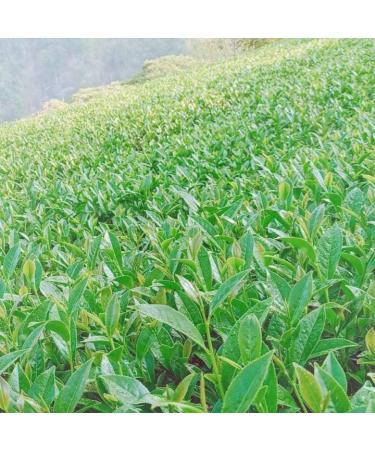 Taiwan unique tea Dayuling Oolong Tea 75g*4 - Buy Online on GoSupps.com