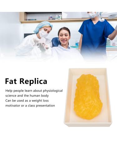 Fat Replica Human Fatty Tissue Model Mellow Demonstration Plastic Smooth for Clinics - Buy Online on GoSupps.com