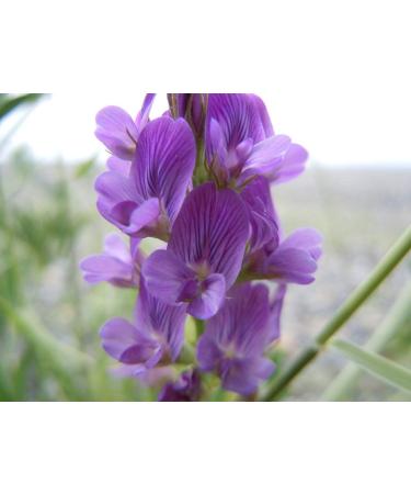 Portal Cool 1200: 400/3600 Semi Nt Alfalfa/Alfalfa/Medicago Sativa