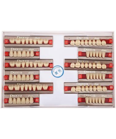 Professional Polished Synthetic Resin Tooth Model for Flawless Cleaning - Ideal for Learning and Study - Buy Online on GoSupps.com