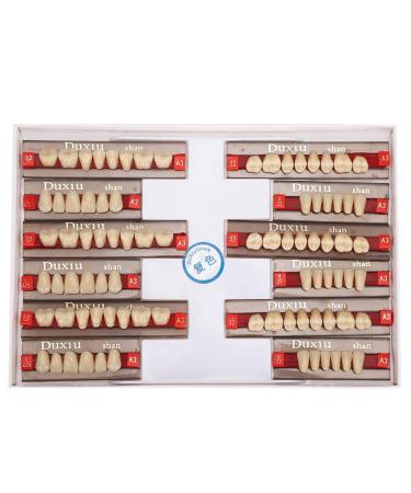 Synthetic Resin Tooth Acrylic Resin Denture Teeth Dental Synthetic Resin False Teeth for Denture Models DIY Projects Professional Dentist Supplies