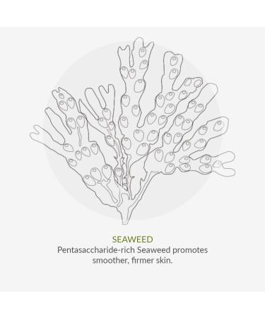 Green People Rejuvenating Cream 10ml | Anti-Aging Eye Cream with Seaweed | Vegan & Paraben-Free | Ideal for Dry Mature Skin | Day & Night Use - Buy Online on GoSupps.com