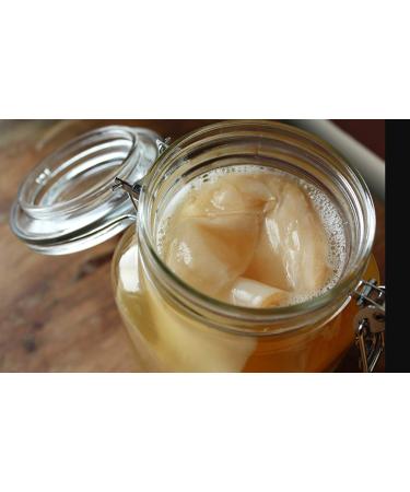 Scoby Kombucha Scoby Organic live culture 1 piece Limited Edition